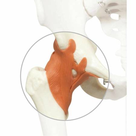 3B SCIENTIFIC Skeleton: Hip ligaments A12, A13 1020650